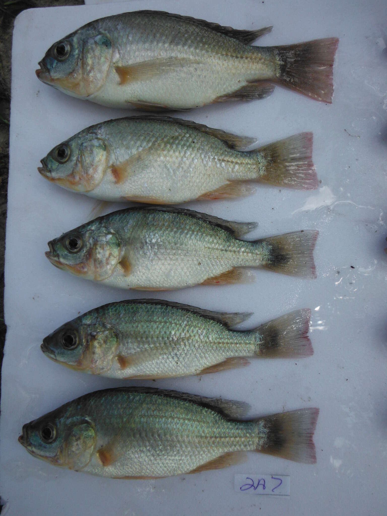 Oreochromis esculentus (Graham 1928) resmi