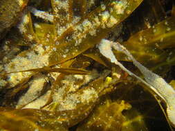 Image of Hairy bryozoan