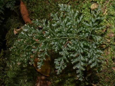 Image of Killarney fern