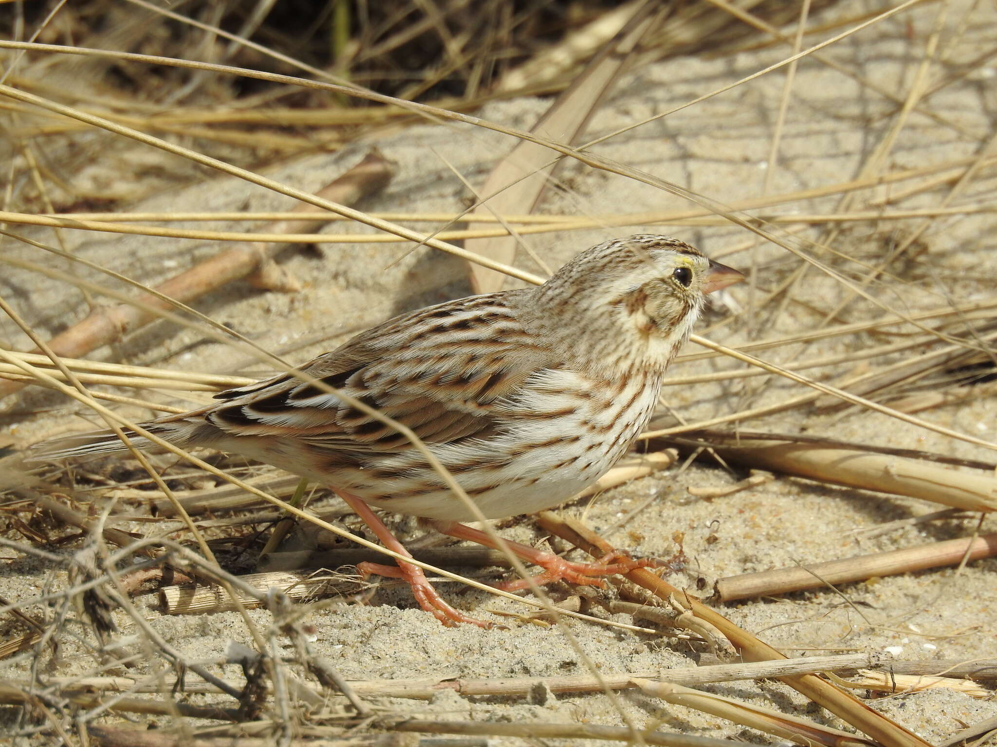 Image of Passerculus sandwichensis princeps Maynard 1872