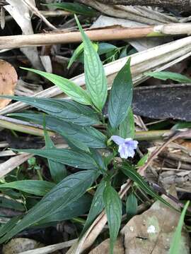 Imagem de Strobilanthes persicifolia (Lindl.) J. R. I. Wood