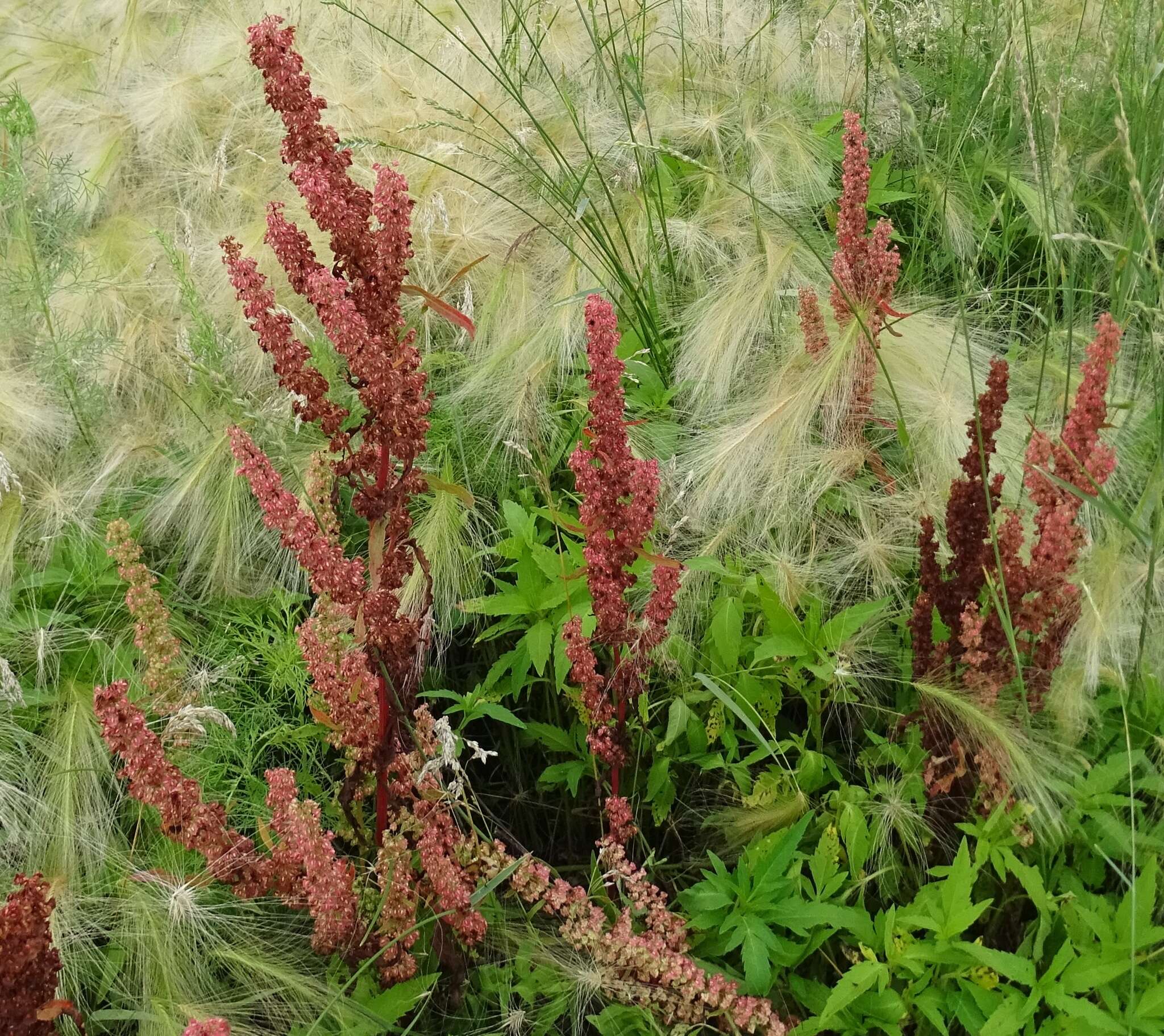 Rumex stenophyllus Ledeb. resmi