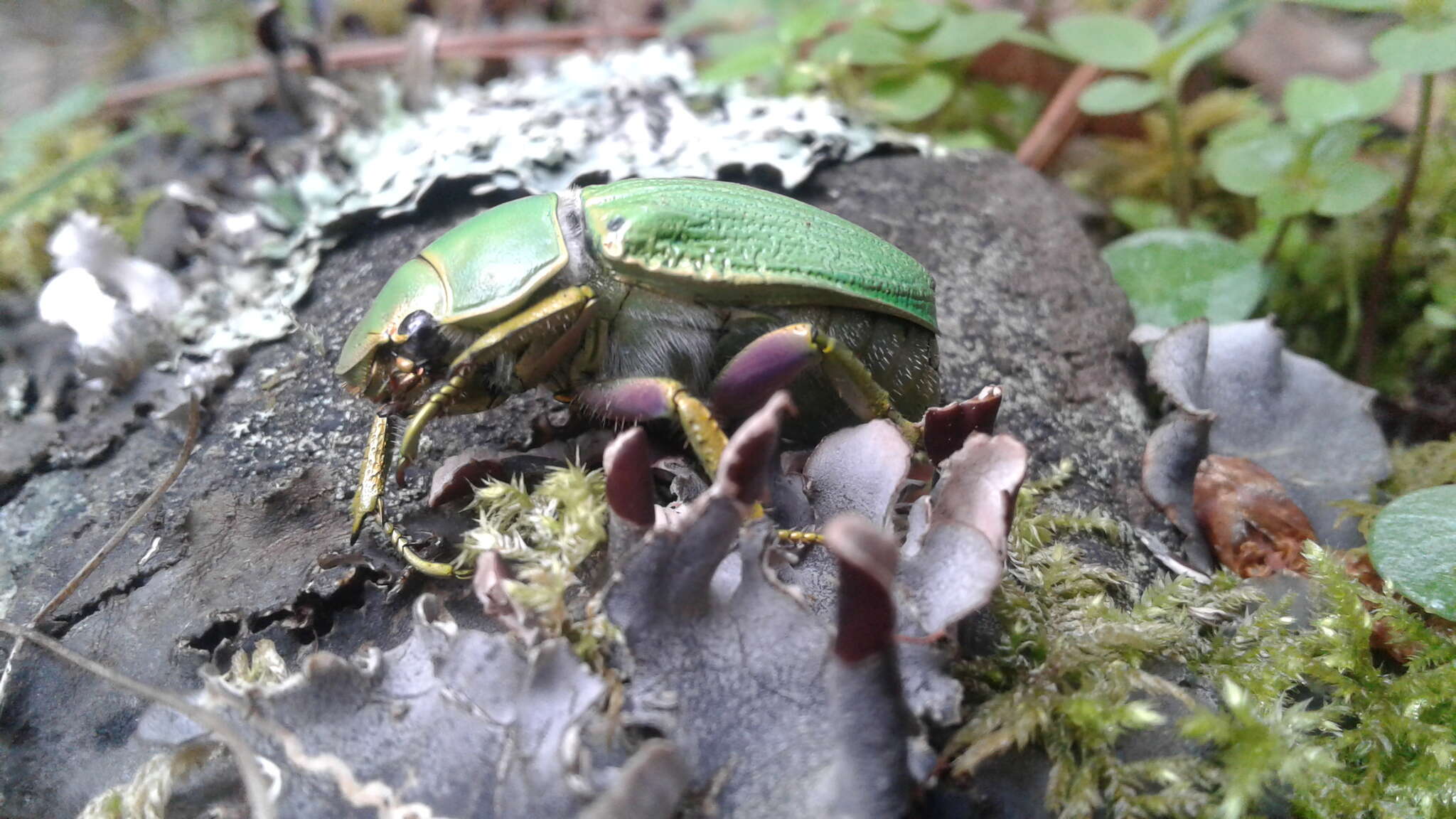 Imagem de Chrysina laniventris (Sturm 1843)