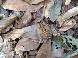 Image of Rhinella sternosignata (Günther 1858)