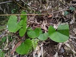 Image of Ligularia kojimae Kitam.