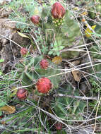 Image of Echinocereus coccineus subsp. transpecosensis