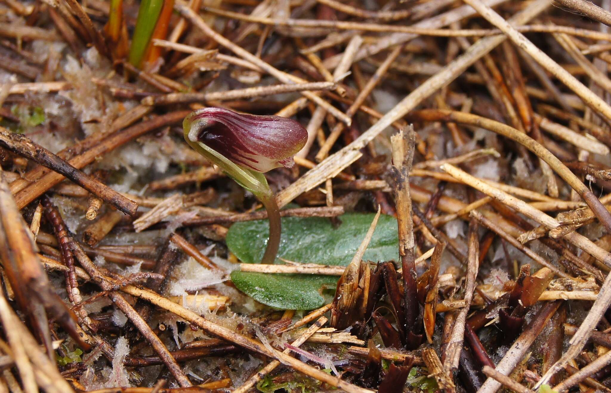 Image of Swamp helmet orchid