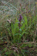 Image of Gentianella amarella subsp. septentrionalis (Druce) Pritchard