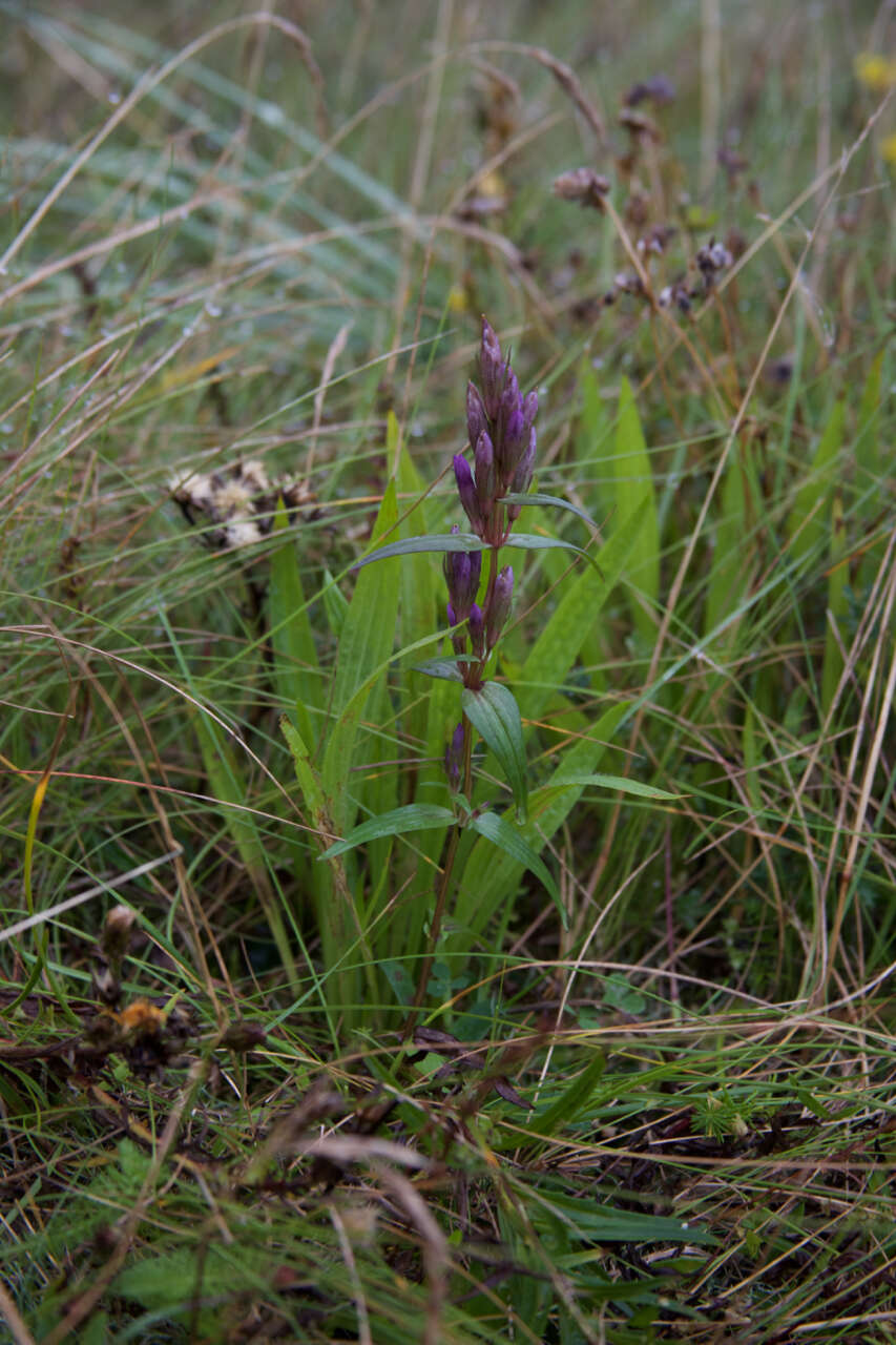 Image of Gentianella amarella subsp. septentrionalis (Druce) Pritchard