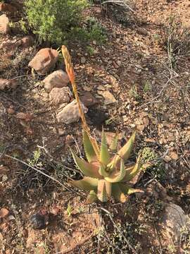 Image of Aloe kamnelii van Jaarsv.