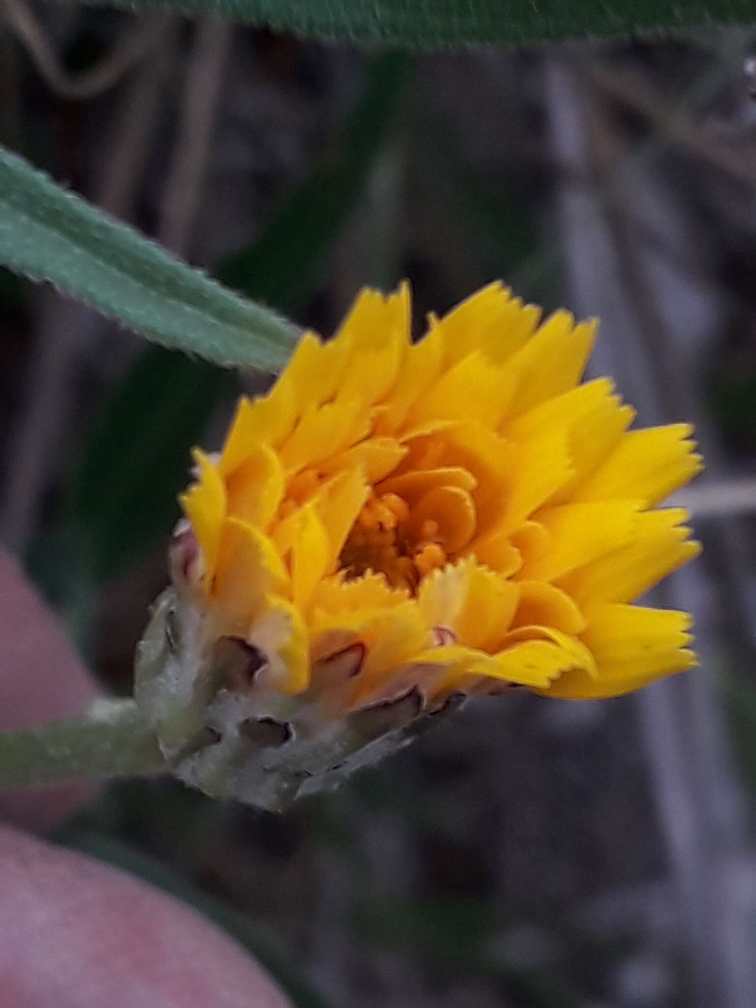 Image of Hypochaeris variegata (Lam.) Baker