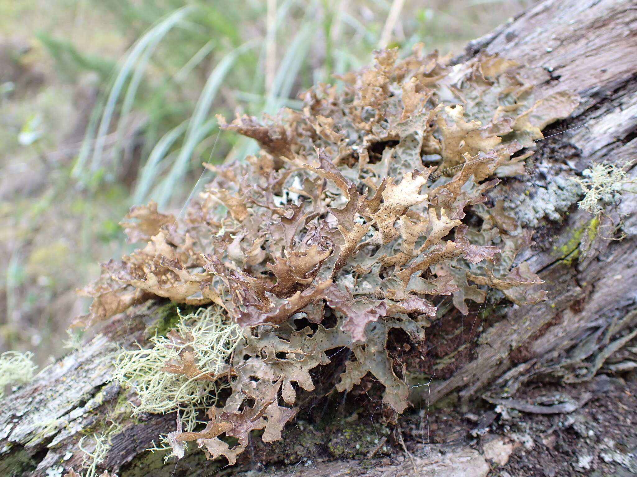 Image of <i>Pseudocyphellaria carpoloma</i> (Delise) Vainio D. Galloway