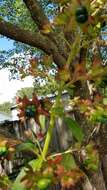 Imagem de Clerodendrum indicum (L.) Kuntze