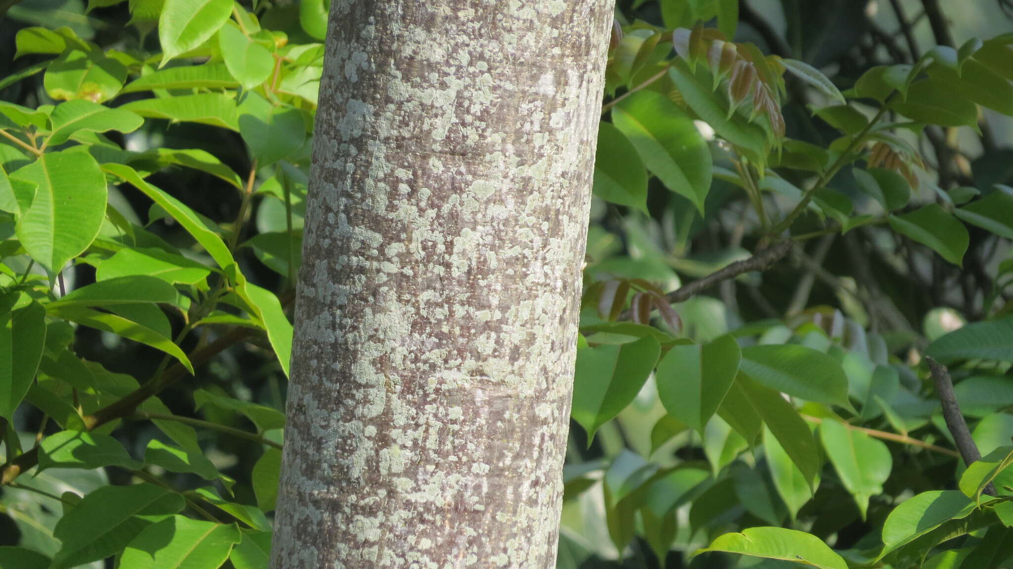 Image de Spondias pinnata (L. fil.) Kurz