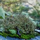 Plancia ëd Cladonia appalachensis