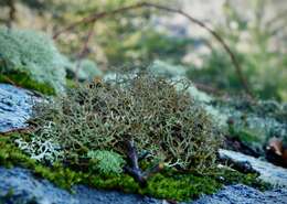 Image of Cladonia appalachensis