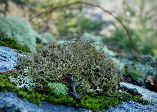 Plancia ëd Cladonia appalachensis