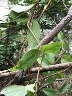 Plancia ëd Lonicera rhytidophylla Hand.-Mazz.