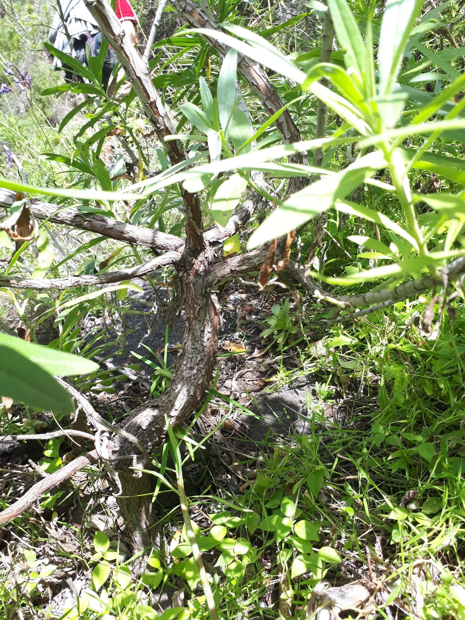 Image of Echium webbii Coincy