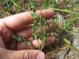 Image of Asparagus undulatus (L. fil.) Thunb.