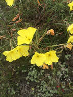 Oenothera macrocarpa Nutt. resmi