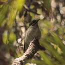 صورة Caligavis chrysops barroni (Mathews 1912)