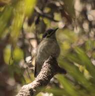 Image of Wet Tropics Yellow-faced Honeyeater