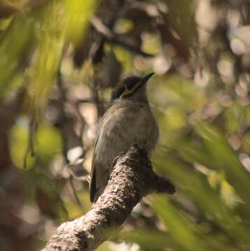 Image of Caligavis chrysops barroni (Mathews 1912)