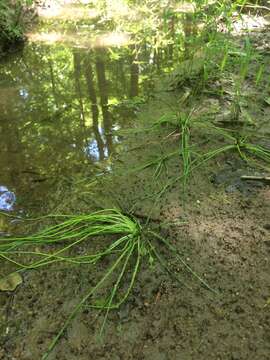 Image of Appalachian quillwort