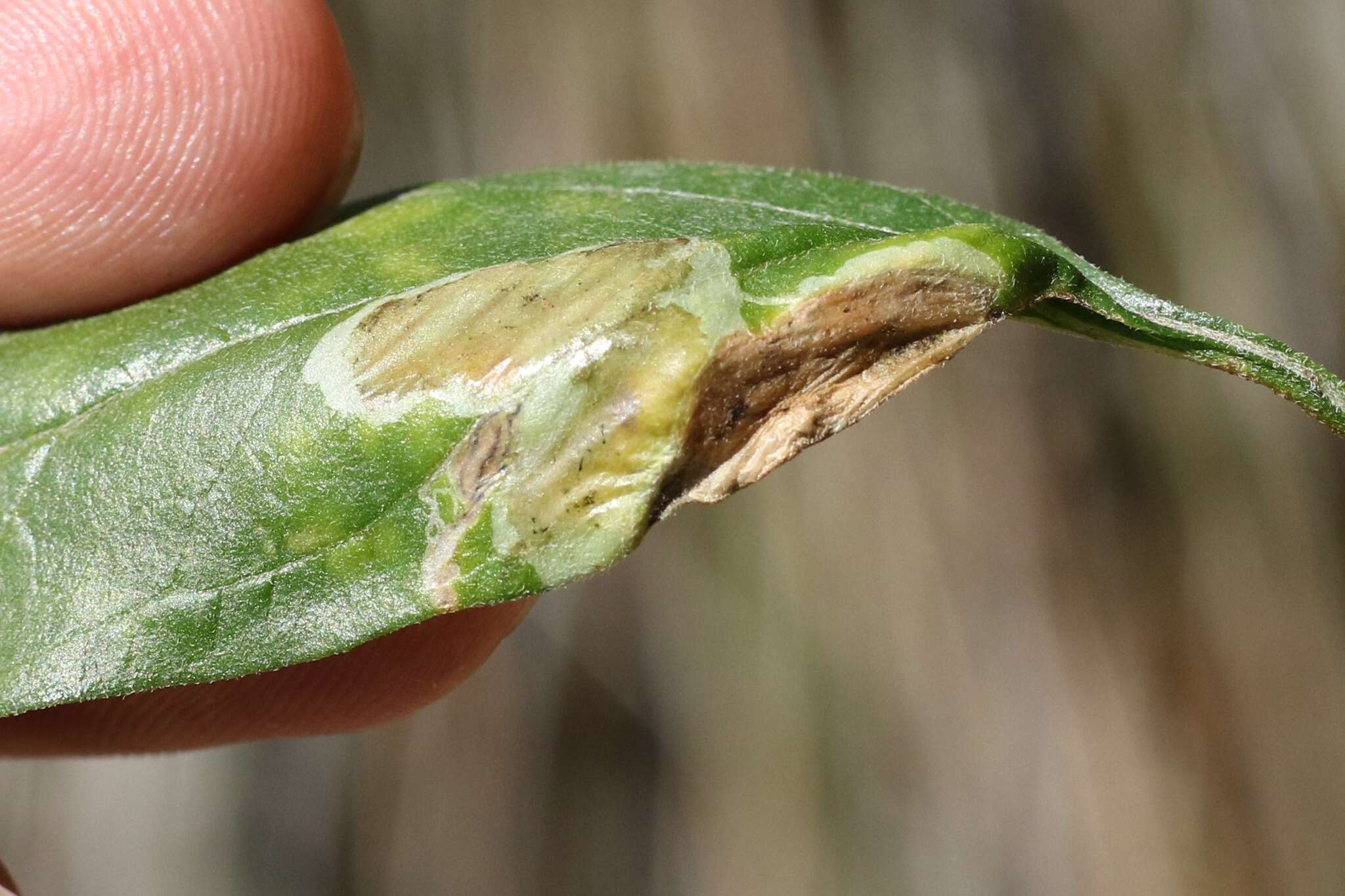 Image of Calycomyza enceliae Spencer 1981