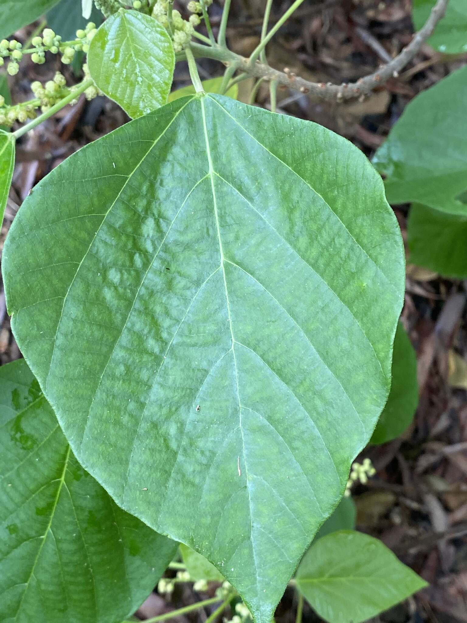 Imagem de Mallotus nesophilus Müll. Arg.