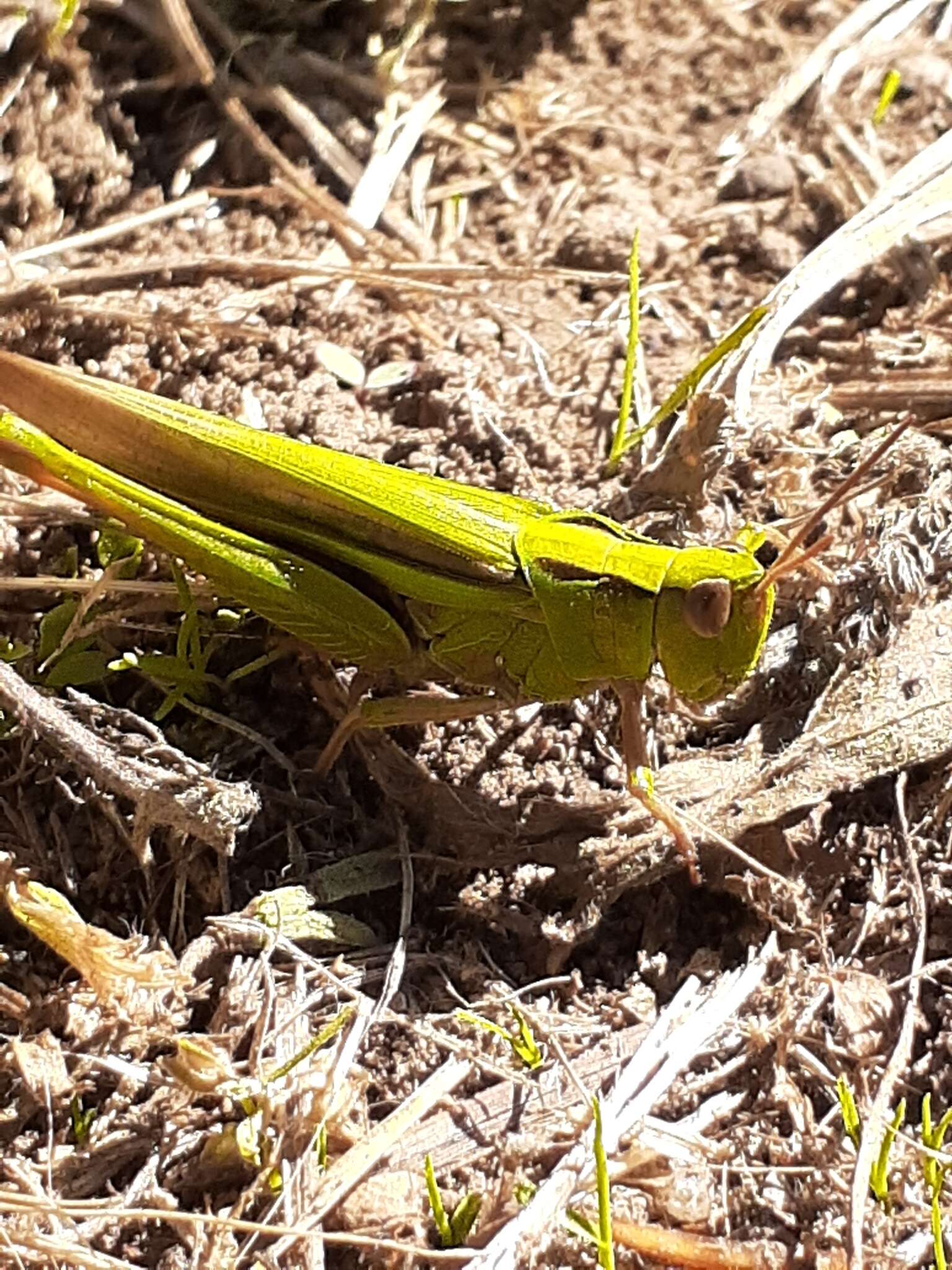 Plancia ëd Schizobothrus flavovittatus Sjöstedt 1921