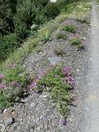 Imagem de Epilobium colchicum subsp. colchicum