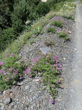 Imagem de Epilobium colchicum Albov