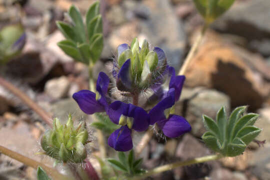 Imagem de Lupinus flavoculatus A. Heller