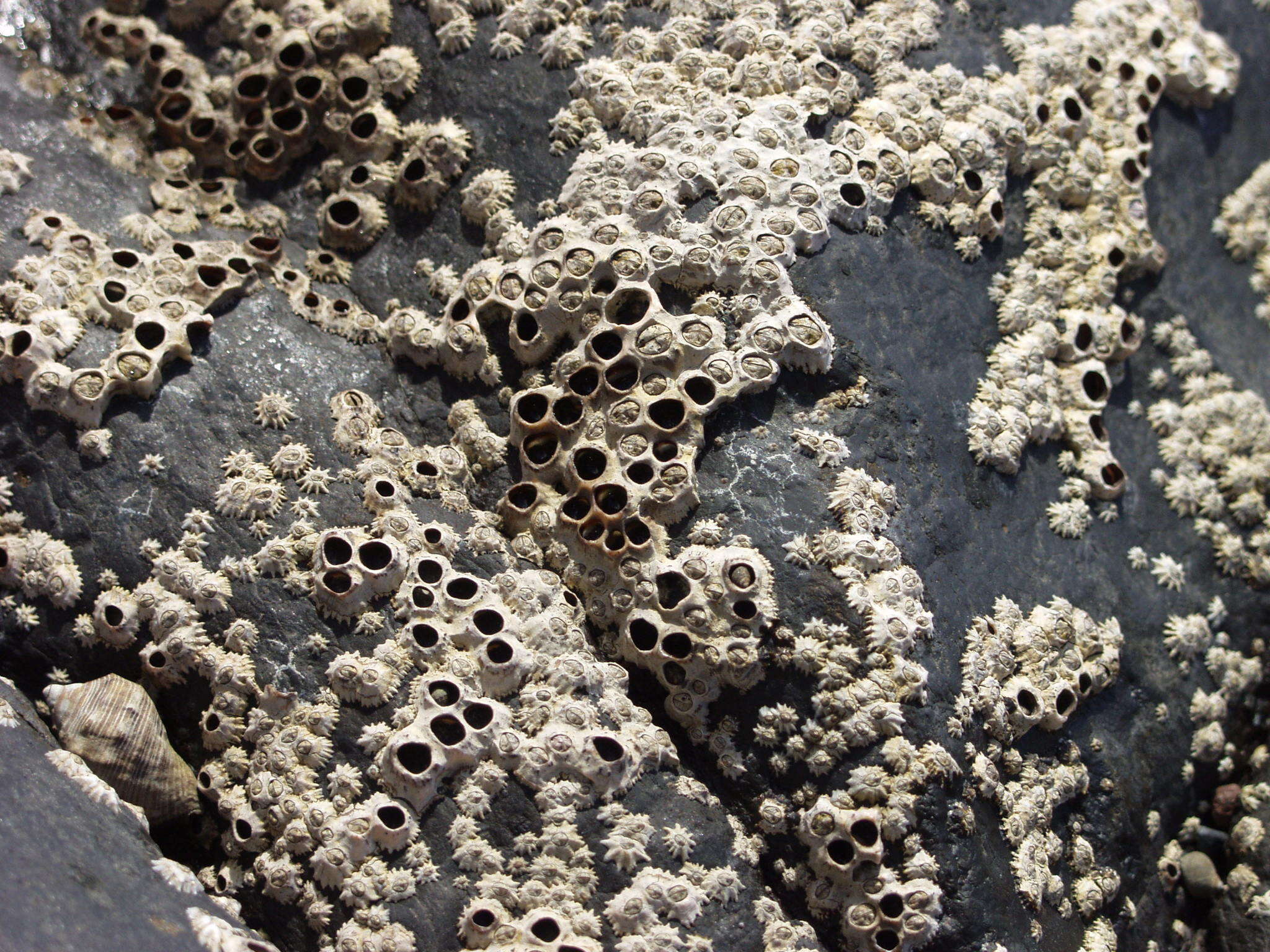 Image of Poli's stellate barnacle