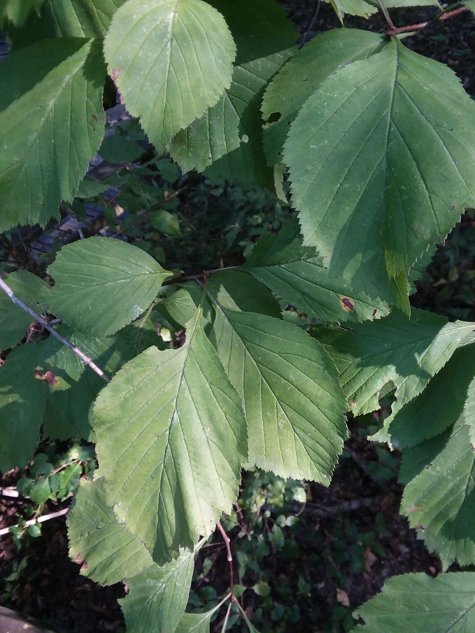 Sivun Crataegus calpodendron (Ehrh.) Medik. kuva