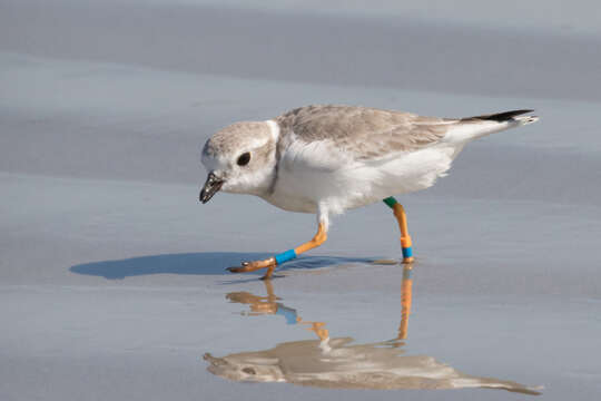 Image of Piping Plover