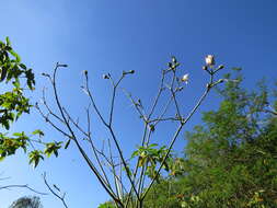 Imagem de Pseudobombax grandiflorum (Cav.) A. Robyns