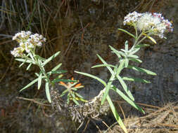 Plancia ëd Chionolaena salicifolia (Bertol.) G. L. Nesom