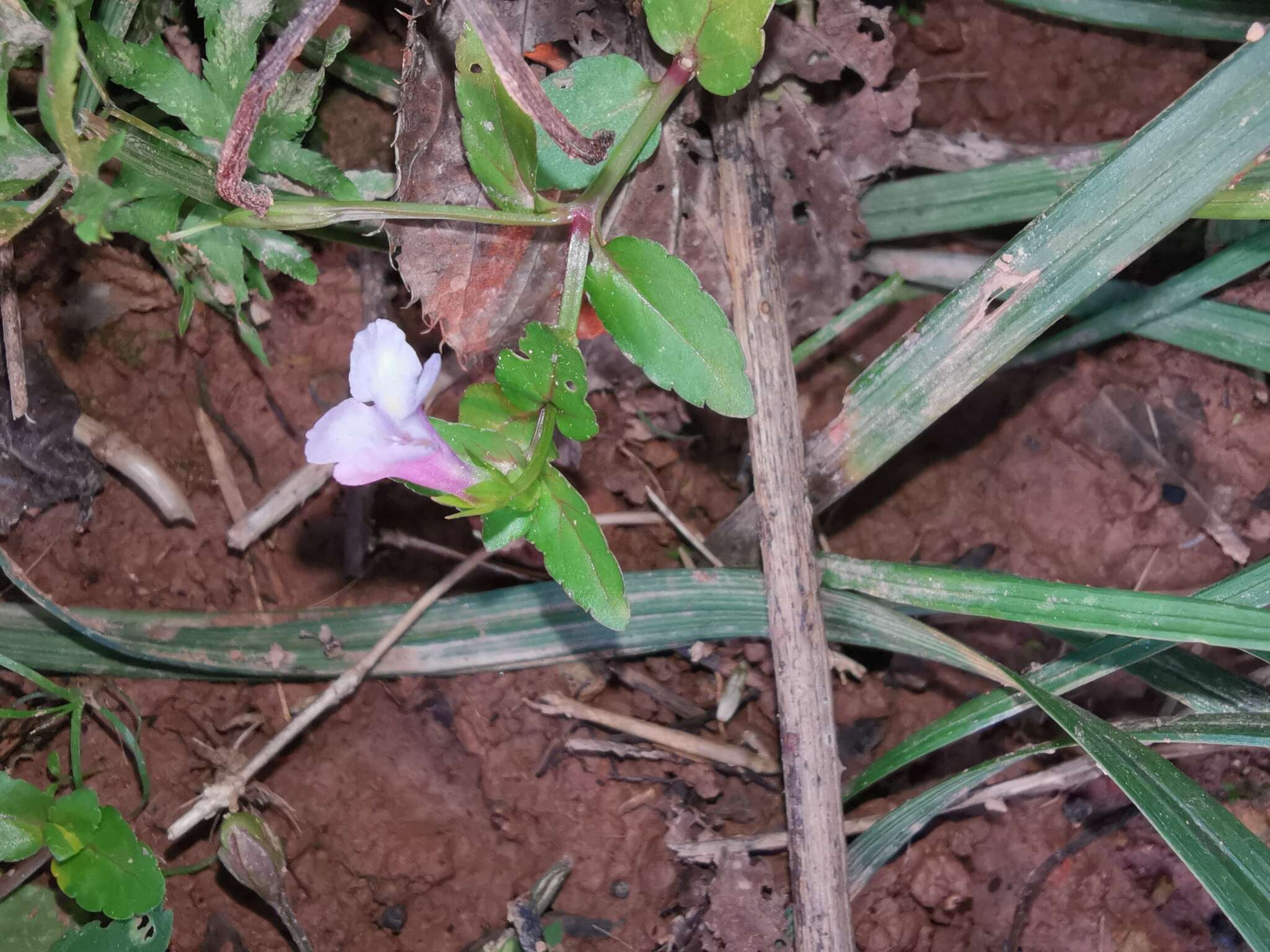 Image of <i>Torenia anagallis</i>