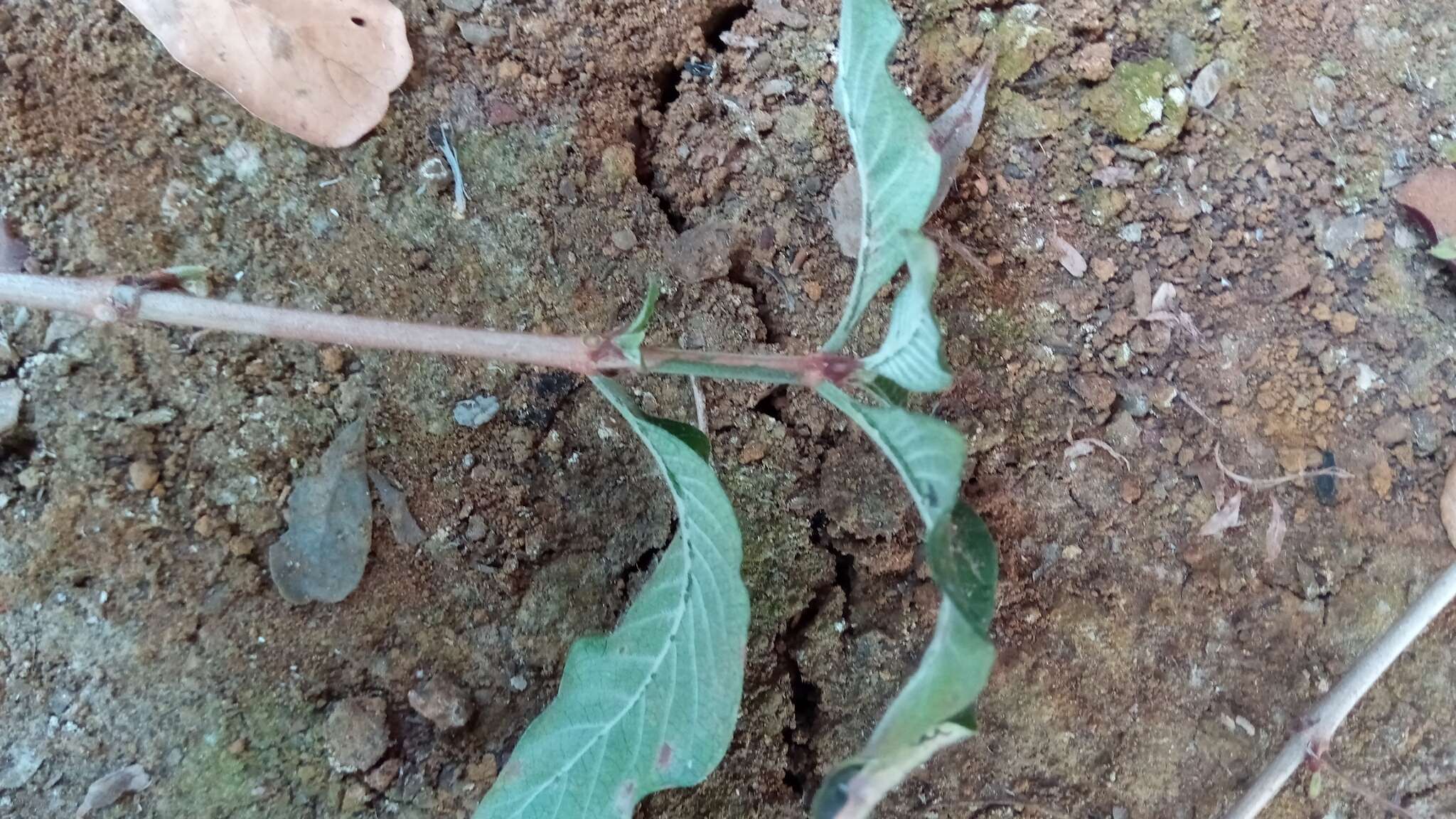 Image of Psychotria puffii Razafim. & B. Bremer