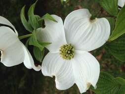 Image of flowering dogwood