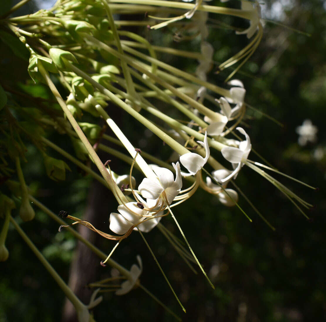 Image of Clerodendrum longiflorum var. glabrum Munir