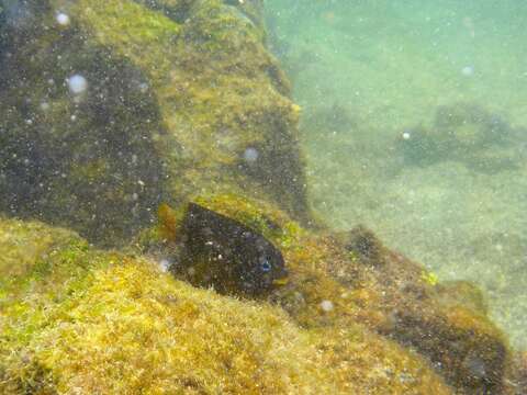 Image of Galapagos gregory