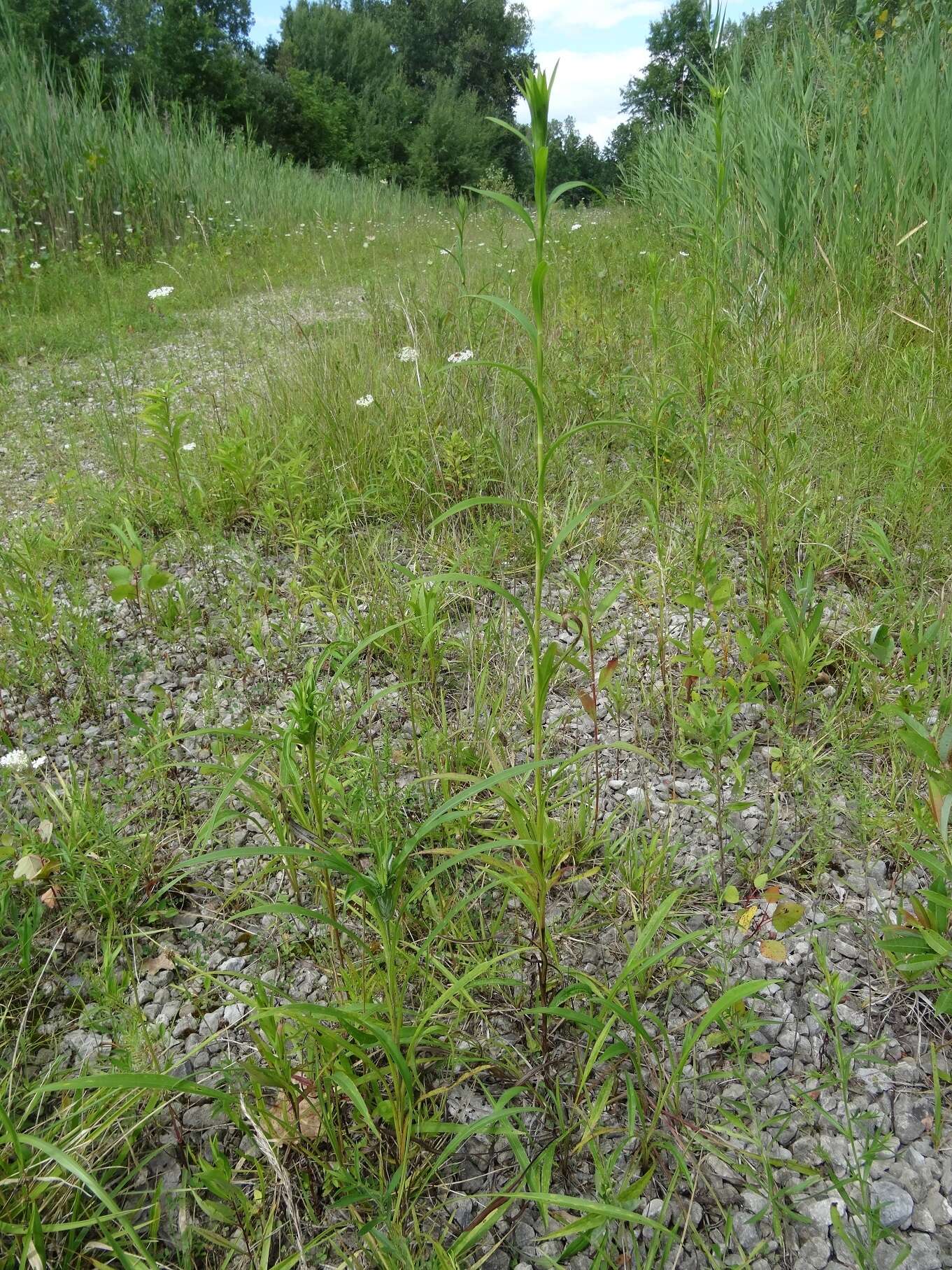 Image of Riddell's Goldenrod