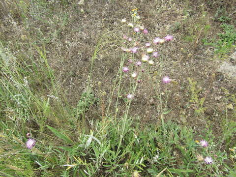 Image of Jurinea salicifolia Gruner