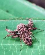 Image of Fringed Jumping Spider