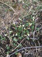 Image of Kentucky glade cress