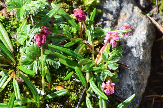 Image de Bistorta perpusilla (Hook. fil.) Greene